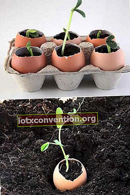 Verwenden Sie Eierschalen, um Samen zu züchten