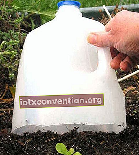 Schützen Sie junge Pflanzen mit einer Plastikhälfte