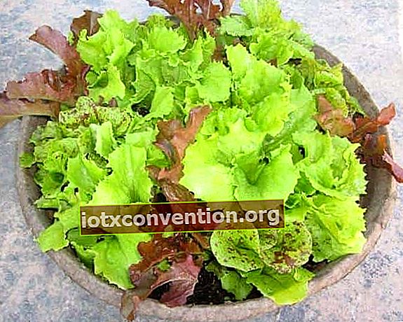 Salat in einem Topf anbauen