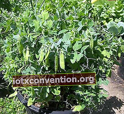 鉢植えでエンドウ豆を育てる