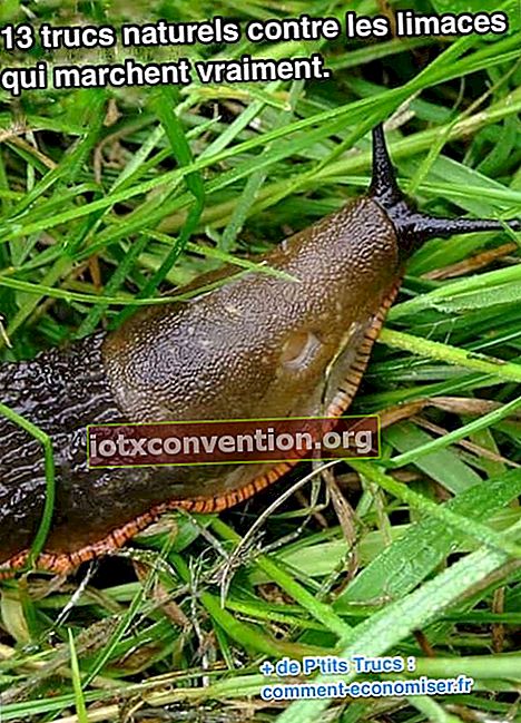 bahan penghalau anti slug semula jadi
