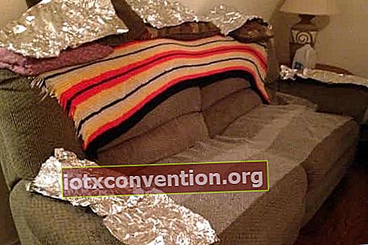 Använd aluminiumfolie för att skydda soffan från hundar och katter