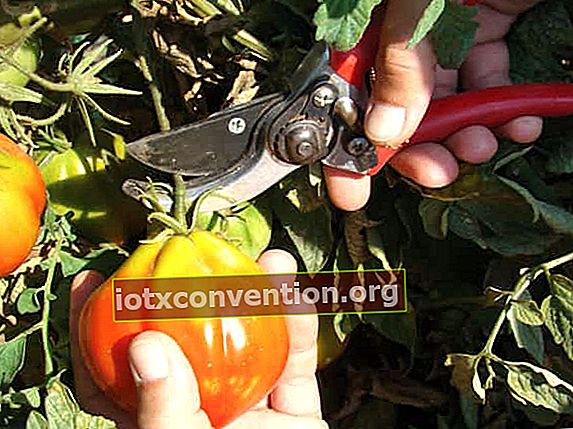 完熟したトマトを収穫する