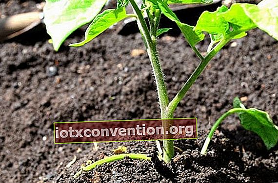 Begraben Sie die Tomatenpflanzen bis zu den ersten Blättern, um sie zu stärken