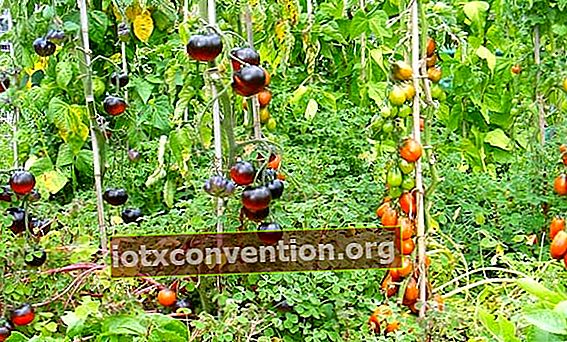 Setzen Sie Pfähle, um Tomaten anzubauen