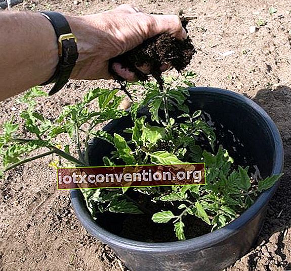 トマトに肥料用の堆肥を入れる