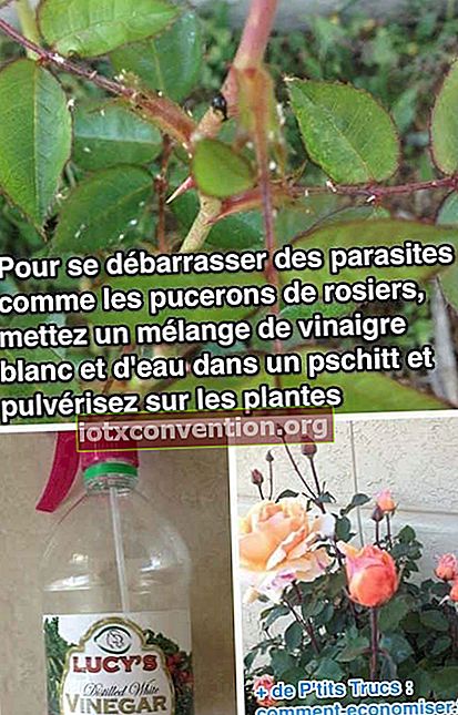 Verwenden Sie Essigwasser, um Pflanzenschädlinge zu bekämpfen