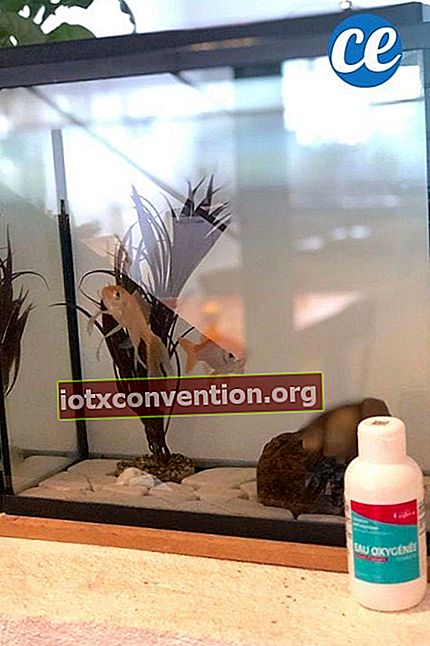 väteperoxid för att rengöra ett akvarium