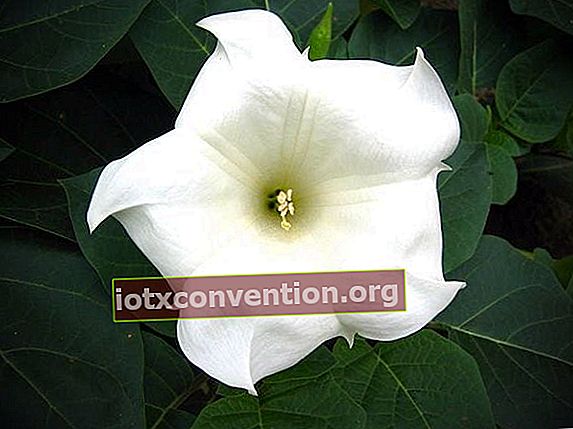 weiße ipomée nächtliche Blume