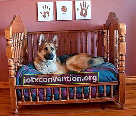 Dekoratives Projekt: Verwandeln Sie ein Babybett in einen Hundekorb