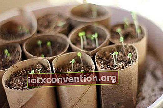 Keimen Sie Samen in abbaubarer Bio-Halter-Toilettenpapierrolle