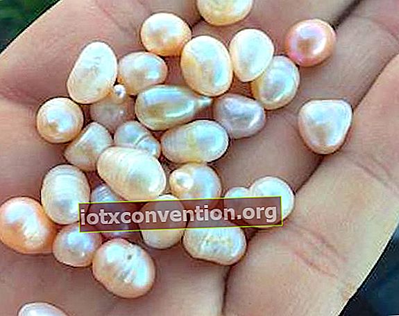 養殖真珠を白酢で決してきれいにしないでください