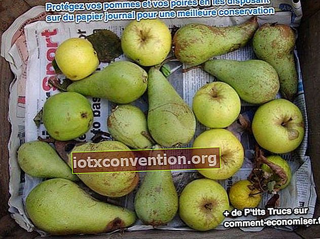 Lindungi apel dan pir Anda dengan mengaturnya di koran untuk konservasi yang lebih baik