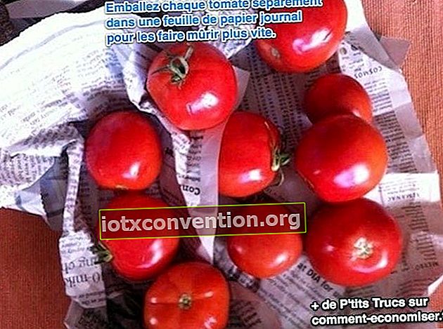 トマトを新聞に包んで熟成を早めます