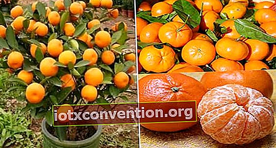 Come coltivare i mandarini in vaso di fiori