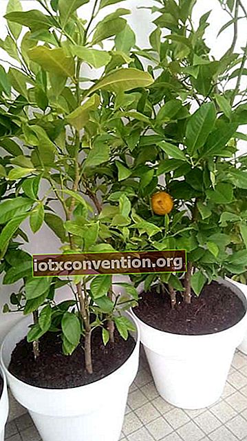 テラスで柑橘系の果物を育てる方法