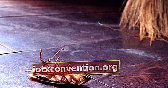 Eine tote Kakerlake auf dem Boden neben einem Besen