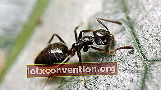 spaventare le formiche con il detersivo per i piatti