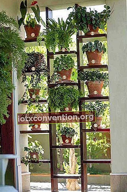 Ein Regal auf der Terrasse ermöglicht es, einen vertikalen Garten anzulegen und einen Durchbruch zu erzielen