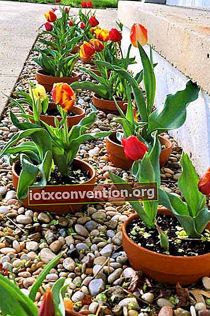 tanam tanaman dalam pot untuk memfasilitasi lansekap taman