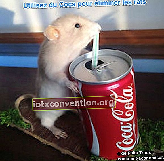 menghilangkan tikus dengan cola