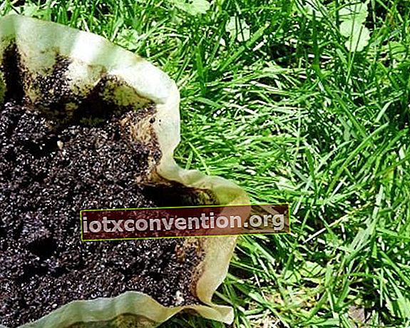 Verwenden Sie Kaffeesatz, um den Rasen grün zu machen