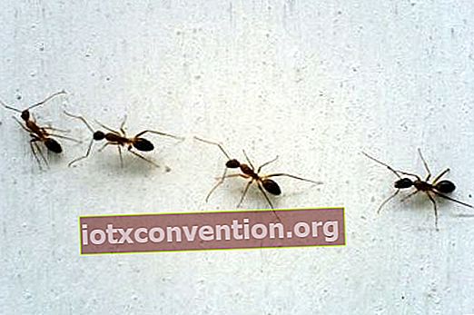 krita skrämmer bort myror