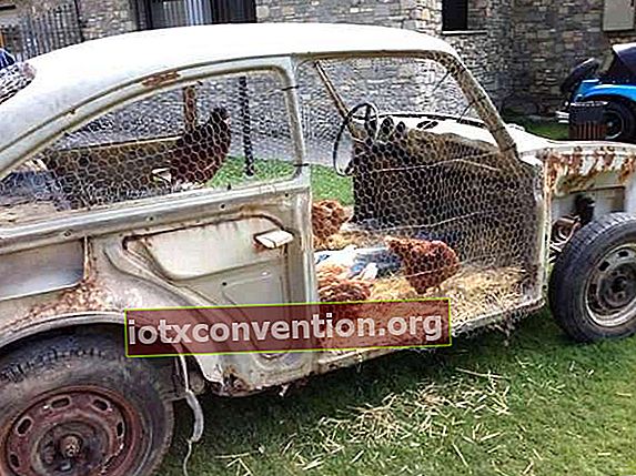 kandang ayam asli di mobil tua