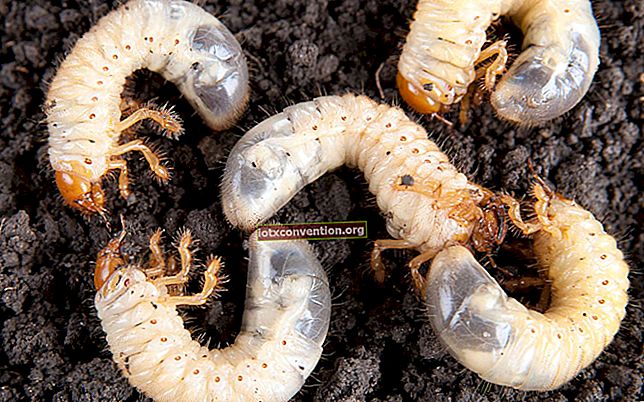 Pflanzen: Wie man weiße Würmer mit Streichhölzern loswird.