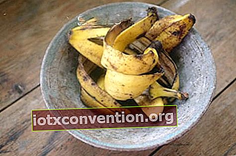 Använd bananskal för att befrukta trädgårdsmark