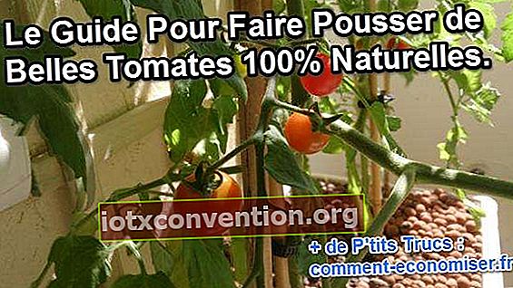 tips för att odla tomater på din balkong