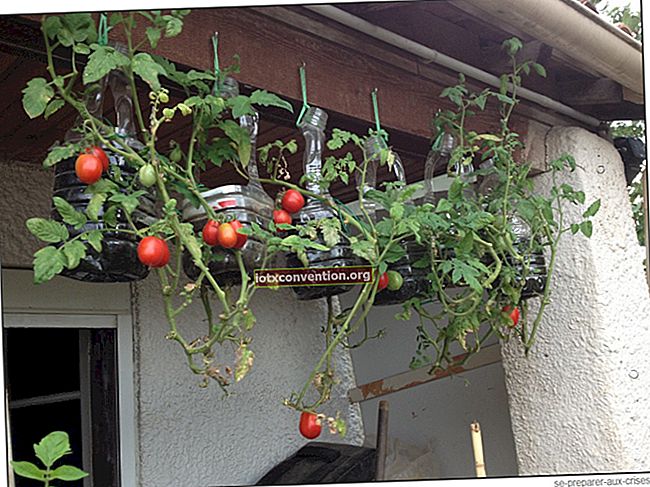 공간을 절약하기 위해 토마토를 거꾸로 재배하는 방법.