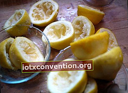 använd ren citron för att bli av med myror