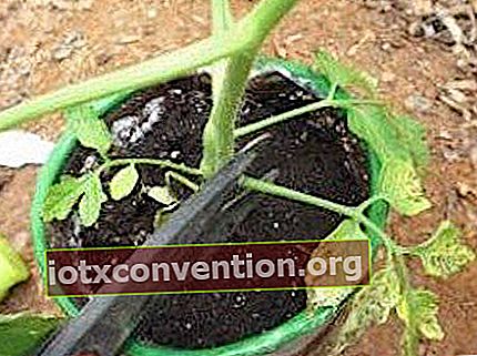 Schneiden Sie die Blätter vom Boden der Tomatenpflanze ab