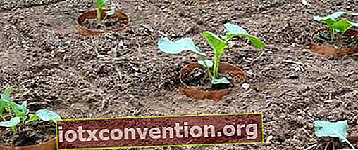 Anti siput dan anti keong efektif melindungi tanaman tomat
