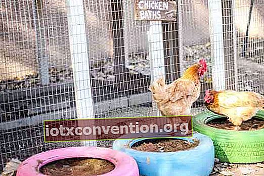 ayam suka berguling-guling di kutu anti parasit debu