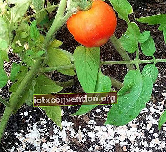 använd äggskal för att förhindra att tomatplantor ruttnar