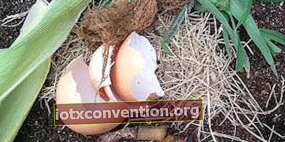 卵殻を堆肥に加えることができます。