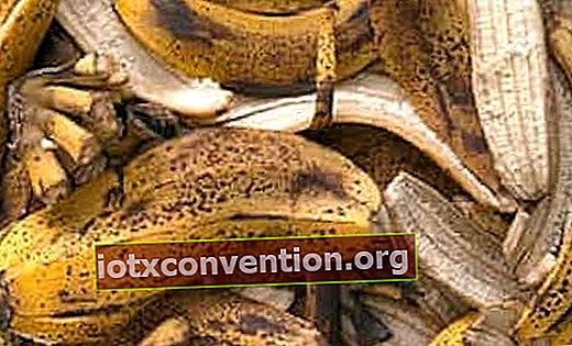 バナナの皮の天然肥料