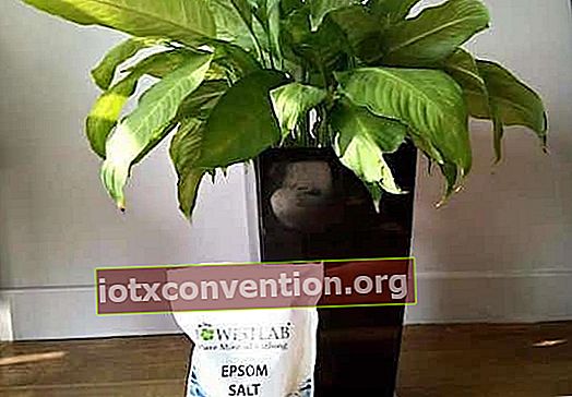 Il sale Epsom è un fertilizzante naturale per piante verdi