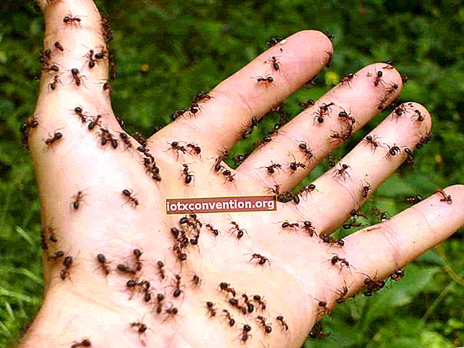 개미를 제거하는 12 가지 자연적인 해결책.