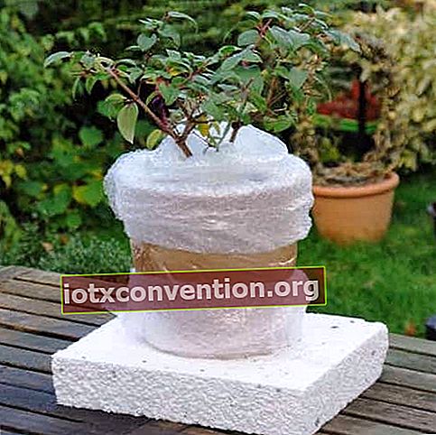 鉢植えの植物を霜から守る方法