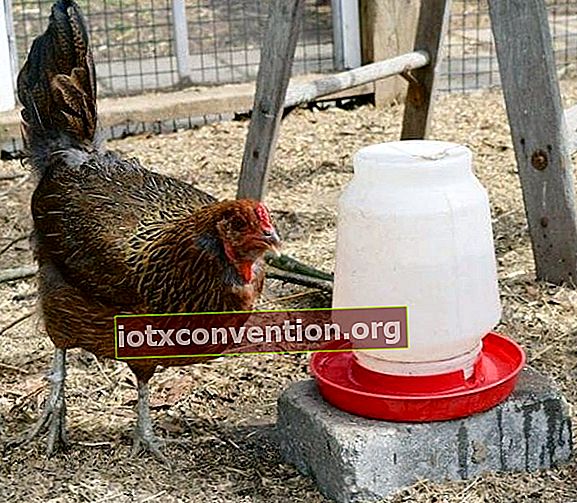 닭장의 식수에 대한 접근 제공