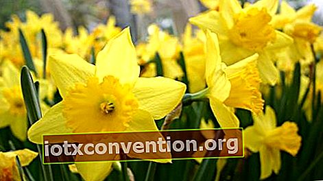Daffodil bermaksud keinginan, kasih sayang