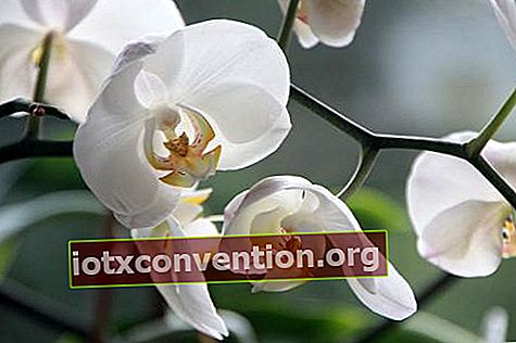 Die Orchidee symbolisiert Verführung oder Sinnlichkeit