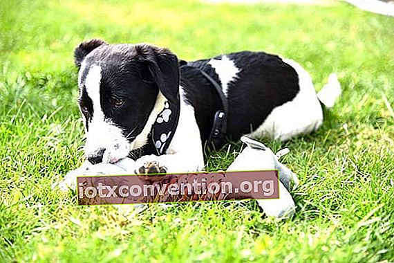 犬がおもちゃで遊んでいない場合は、おもちゃを捨てるか、協会に寄付することを検討してください。