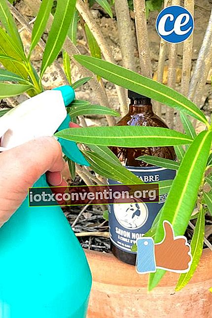 Ein Spray mit schwarzer Seife zur Beseitigung von Blattläusen auf Lorbeerblättern