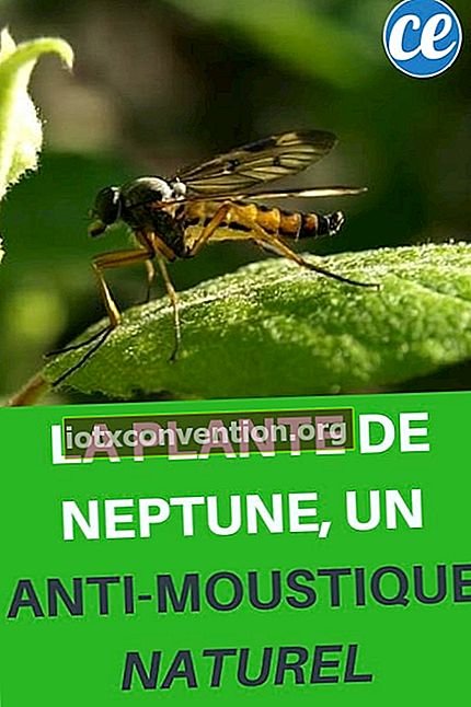 Pflanzen-Neptun-Mücken