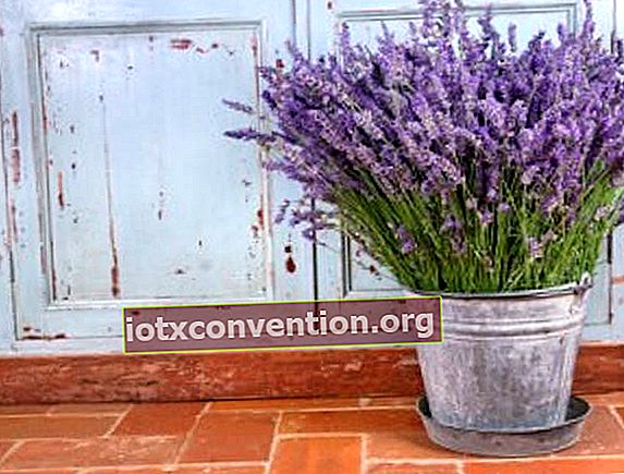 Bagaimana Anda bisa memanfaatkan lavender sebagai pengusir nyamuk?