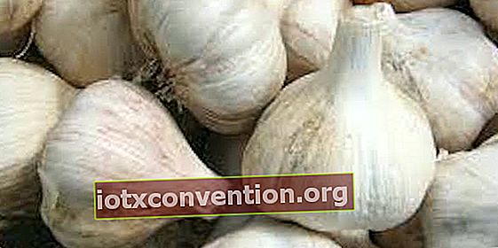 Sapevi che la coltivazione dell'aglio tiene lontane le zanzare?